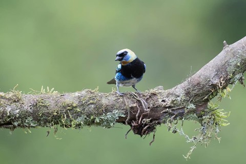 Golden-hooded tanager (Tangara larvata) sitting on branch