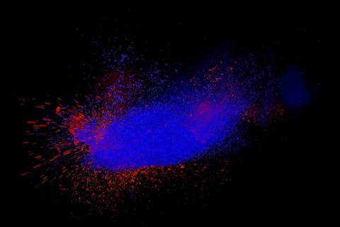 Freeze motion of red and blue powder exploding
