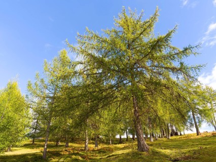 Larch meadows on the Salten