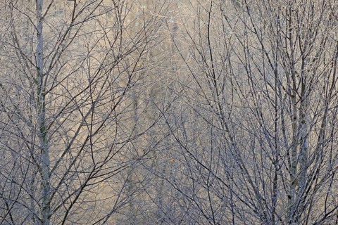 Birches (Betula)