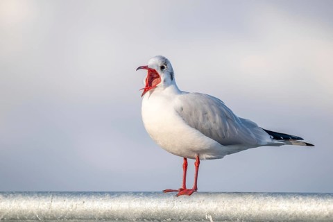 Laughing gull in winter plumage screaming with open beak standing on railing