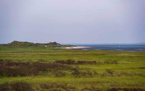 Coastal salt marshes