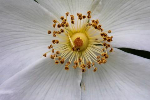 Dog rose (Rosa canina) Pistil View