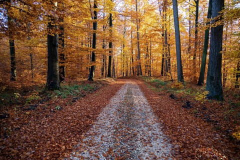Afternoon sun in the beech forest near Liggeringen