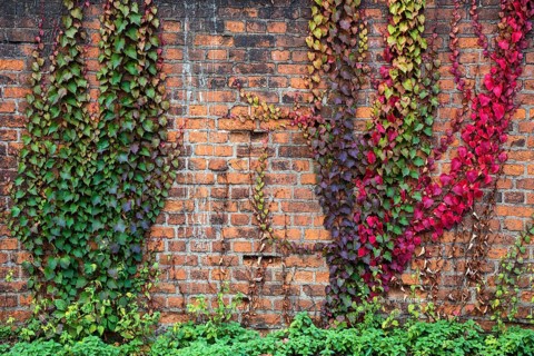 Wild vine (Parthenocissus tricuspidata)