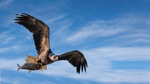 Osprey with a fish in its claws