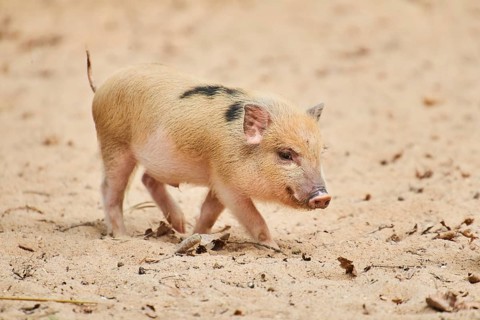Vietnamese Pot-bellied piglets