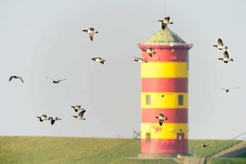 Barnacle geese (Branta leucopsis) at Pilsum lighthouse