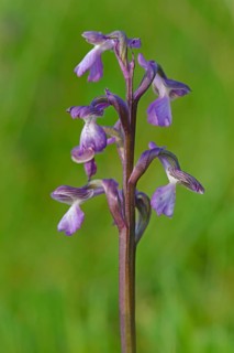 Early purple orchid (Orchis mascula)
