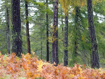 Larch meadows on the Salten