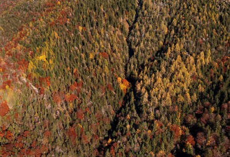 Drone image