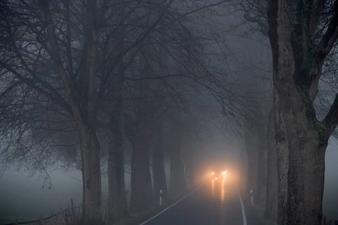Avenue of trees in early morning fog
