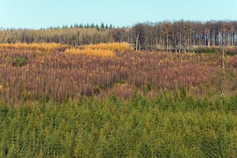 View over european spruce (Picea abies)