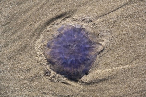 Blue jellyfish (Cyanea lamarckii) on a sandy beach