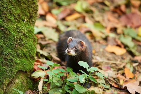 Ferret (Mustela putorius furo)