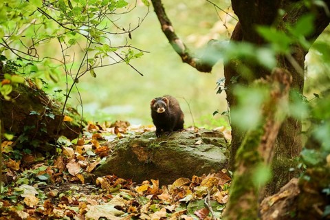 Ferret (Mustela putorius furo)
