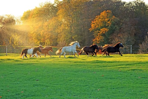 Horse (Equus)