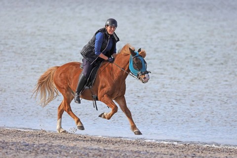 Female rider with Icelandic horse