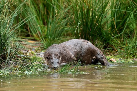 Young european otter (Lutra lutra)