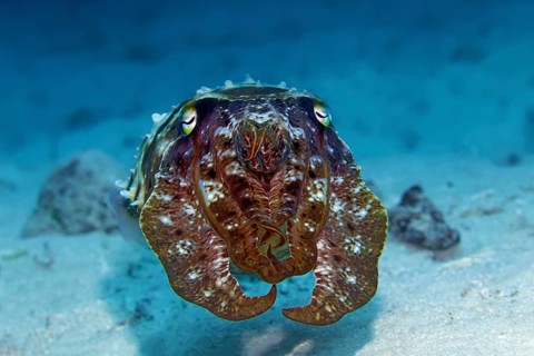 Broad-armed broadclub cuttlefish (Sepia latimanus)