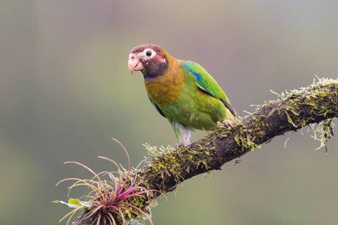 Brown-hooded parrot (Pyrilia haematotis) sitting on branch