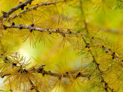 European larch (Larix decidua)