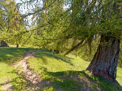 Larch meadows on the Salten