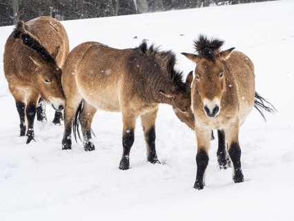 Przewalski's horses (Equus przewalskii) during snowfall in winter