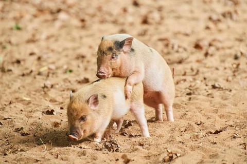 Vietnamese Pot-bellied piglets