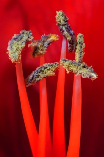 Red amaryllis