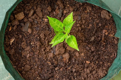 Birds eye chili (Capsicum frutescens) growing in grow bag