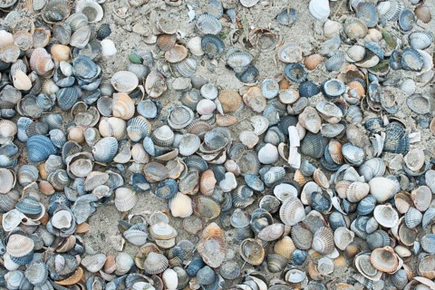 Mussel shells