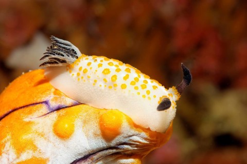 Yellow-spotted star snail (Cadlinella sp.) Nudibranch