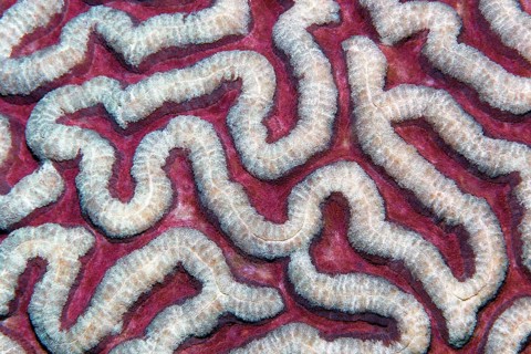 Stony coral (Symphyllia agaricia)
