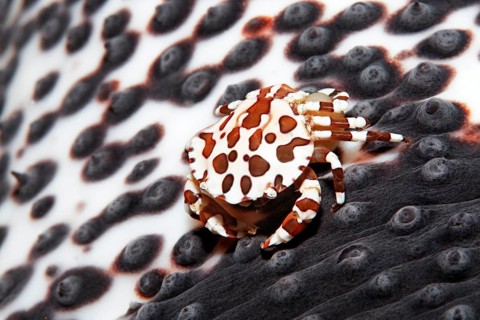 Harlequin swimming crab (Lissocarcinus laevis)