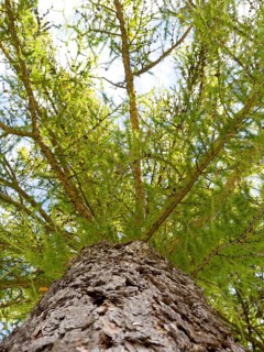 European larch (Larix decidua)