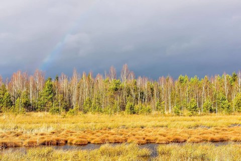 Autumn storm with rainbow in moor landscape