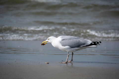 European herring gull (Larus argentatus) foraging on the wave fringe