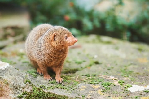 Ethiopian dwarf mongoose (Helogale hirtula) standing on a rock