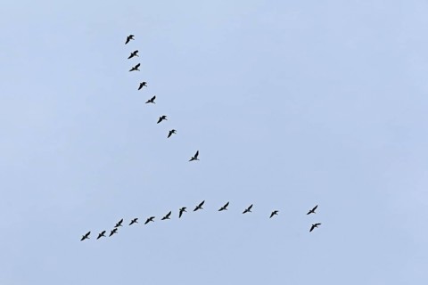 Flock of wild geese