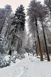 Hikers in the snowy forest