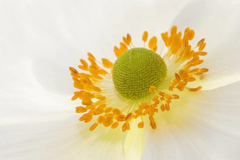 White chinese anemones (Anemone hupehensis)