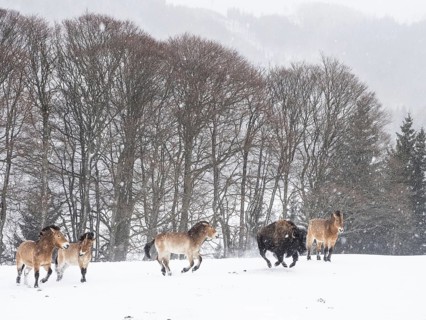 American bison (Bos bison) and przewalski's horses (Equus przewalskii) during snowfall in winter