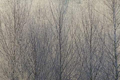 Birches (Betula)