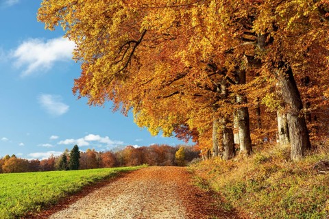 Colourful autumn colours in the forest near Liggeringen