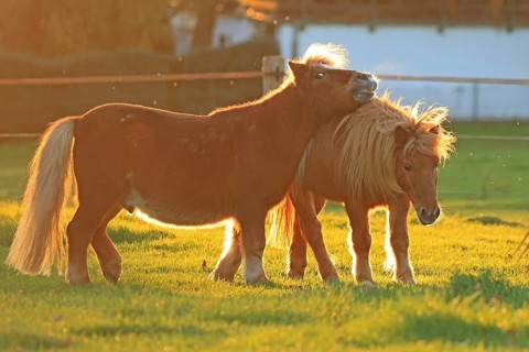 Horse (Equus)