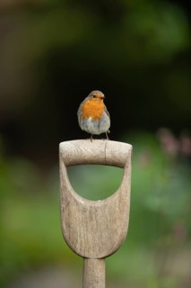 European robin (Erithacus rubecula) adult bird on a garden fork handle