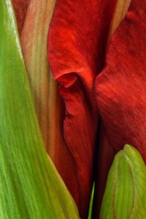 Red amaryllis