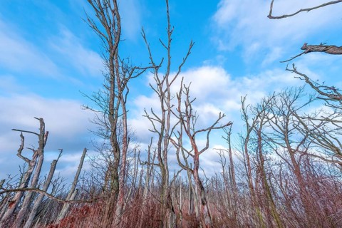 Osterwald near Zingst