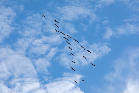 Flock of wild geese